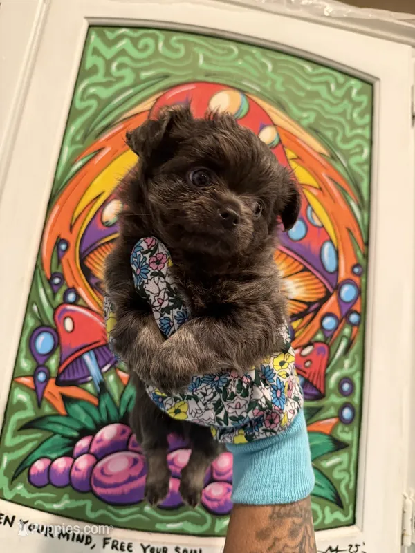 Blue bear – Chihuahua puppy for sale in Schertz, TX