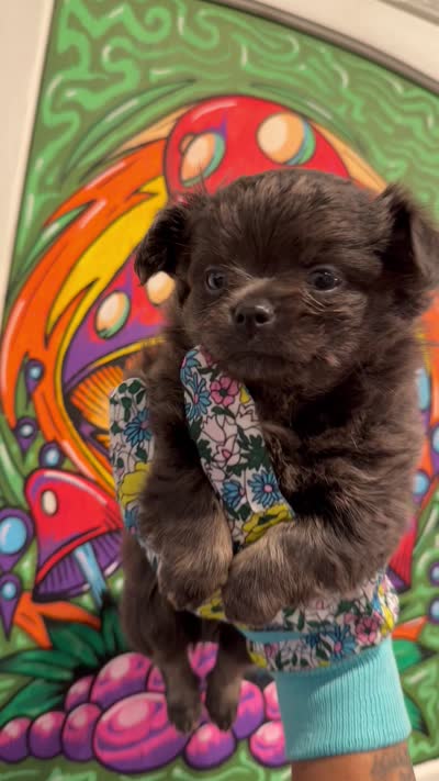 Blue bear, a male Chihuahua for sale in Schertz, TX – 5 of 5