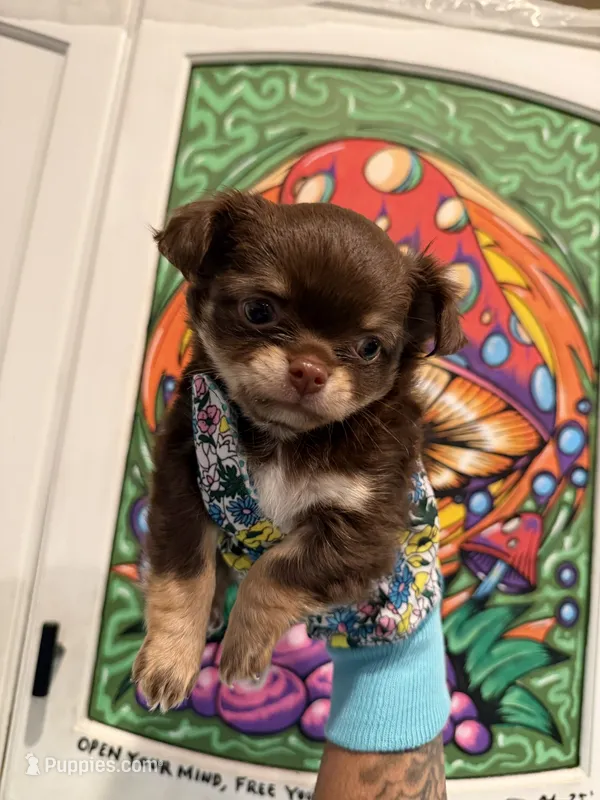 Muffin – Chihuahua puppy for sale in Schertz, TX