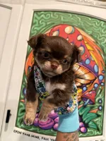 Muffin, a female Chihuahua for sale in Schertz, TX – 1 of 5