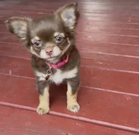Muffin, a female Chihuahua for sale in Schertz, TX – 4 of 5