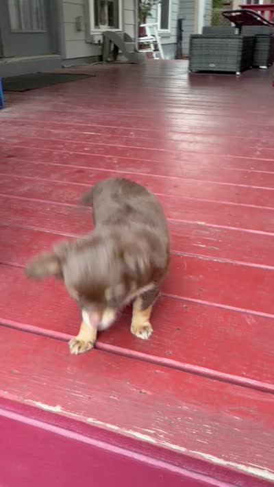 Muffin, a female Chihuahua for sale in Schertz, TX – 5 of 5