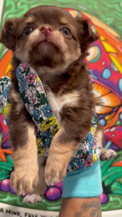 Muffin, a female Chihuahua for sale in Schertz, TX – 2 of 5