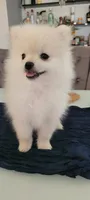 Teddy, a male Pomeranian for sale in Manteca, CA – 6 of 6