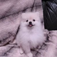 Snow, a female Pomeranian for sale in Manteca, CA – 3 of 8
