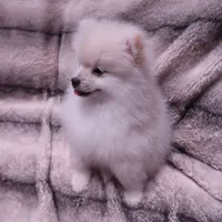 Snow, a female Pomeranian for sale in Manteca, CA – 2 of 8