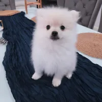 Snow, a female Pomeranian for sale in Manteca, CA – 5 of 8