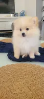 Teddy, a male Pomeranian for sale in Manteca, CA – 2 of 6