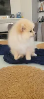 Teddy, a male Pomeranian for sale in Manteca, CA – 3 of 6