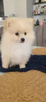Teddy, a male Pomeranian for sale in Manteca, CA – 5 of 6