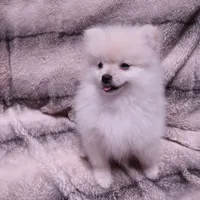 Snow, a female Pomeranian for sale in Manteca, CA – 7 of 8