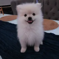 Snow, a female Pomeranian for sale in Manteca, CA – 4 of 8