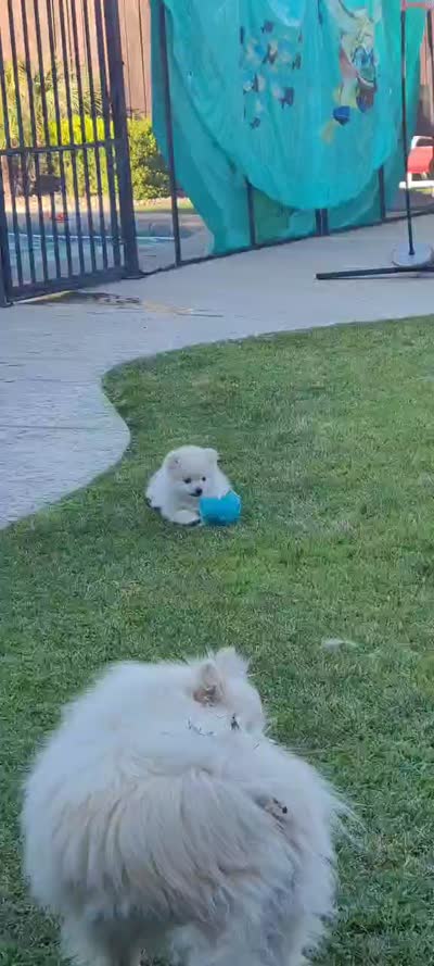 Snow, a female Pomeranian for sale in Manteca, CA – 6 of 8