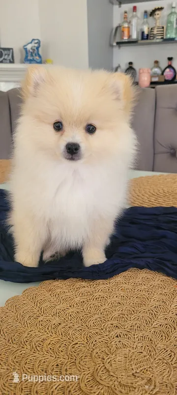 Teddy – Pomeranian puppy for sale in Manteca, CA