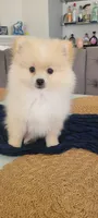 Teddy, a male Pomeranian for sale in Manteca, CA – 1 of 6