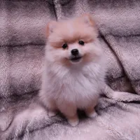 Teddy, a male Pomeranian for sale in Manteca, CA – 4 of 6