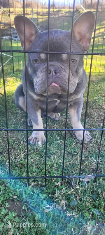 Nugget – French Bulldog puppy for sale in Bellville, OH