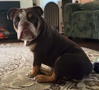 Rupert, a male English Bulldog for sale in Jacksonville, FL – 1 of 3