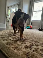 Rupert, a male English Bulldog for sale in Jacksonville, FL – 2 of 3