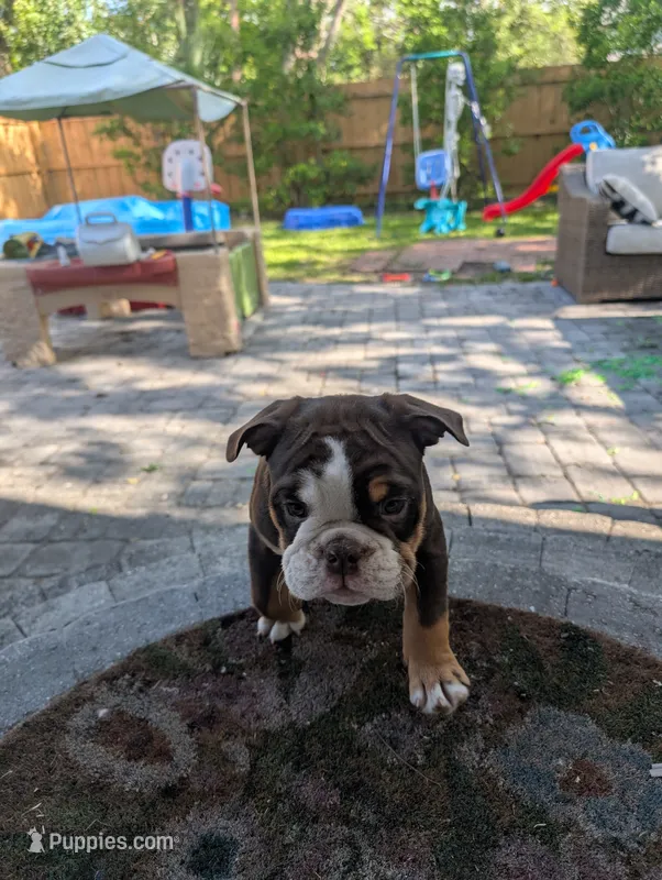 Rupert – English Bulldog puppy for sale in Jacksonville, FL