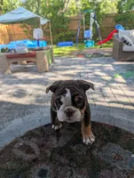 Rupert, a male English Bulldog for sale in Jacksonville, FL – 3 of 3