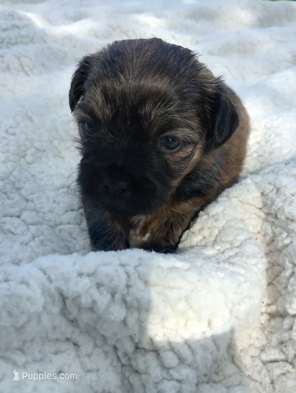 Baby  – Shih Tzu puppy for sale in Polo, MO