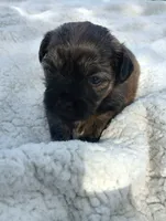 Baby , a female Shih Tzu for sale in Polo, MO – 1 of 2