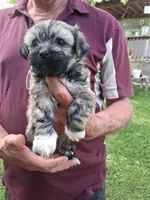 Holly, a female Havanese and Poodle - Miniature  for sale in Polo, MO – 3 of 4