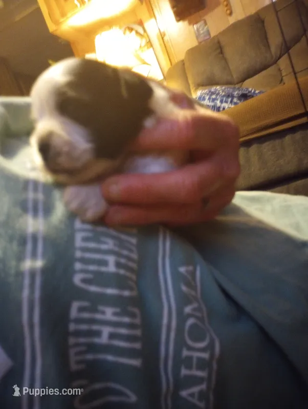 Chloe  – Shihpoo puppy for sale in Polo, MO