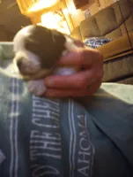 Chloe , a female Shihpoo for sale in Polo, MO – 1 of 2