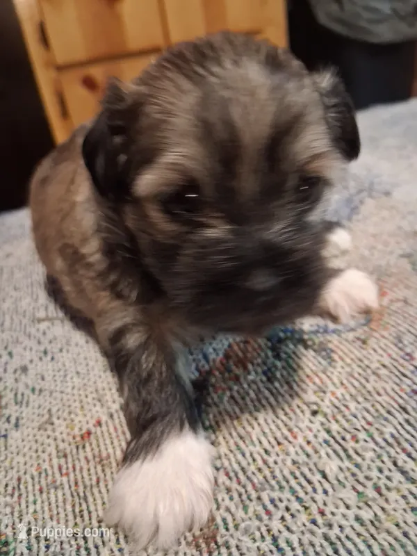Chloe – Havanese, Poodle - Miniature  puppy for sale in Polo, MO