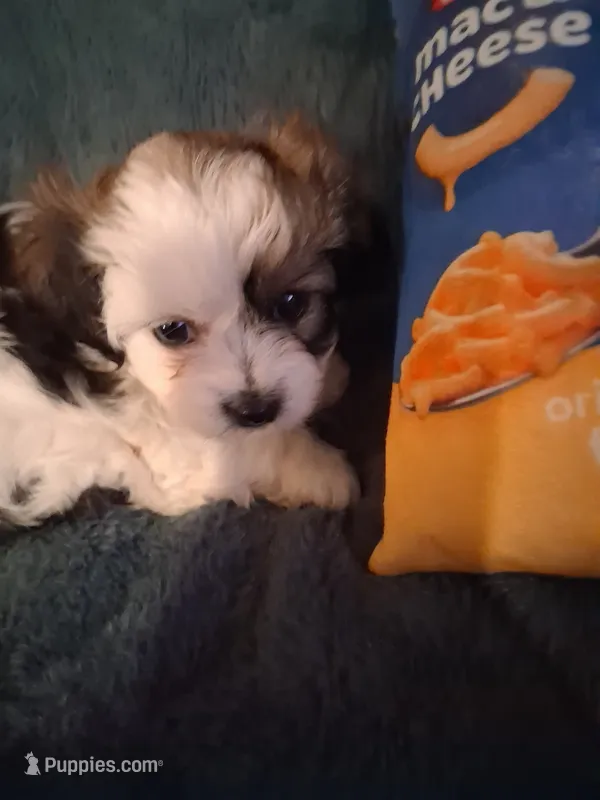 Liberty – Havanese, Poodle - Miniature  puppy for sale in Polo, MO