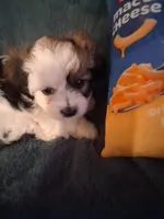 Liberty, a female Havanese and Poodle - Miniature  for sale in Polo, MO – 1 of 5