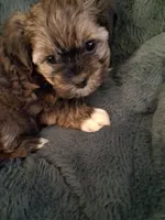 Chloe, a female Havanese and Poodle - Miniature  for sale in Polo, MO – 4 of 4