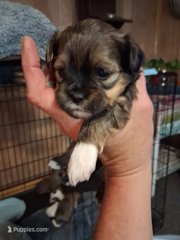 Baxter  – Havanese, Poodle - Miniature  puppy for sale in Polo, MO