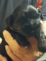 Ebony , a female Shihpoo for sale in Polo, MO – 2 of 3