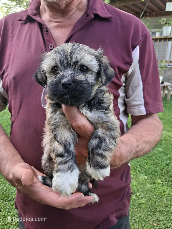 Holly – Havanese, Poodle - Miniature  puppy for sale in Polo, MO
