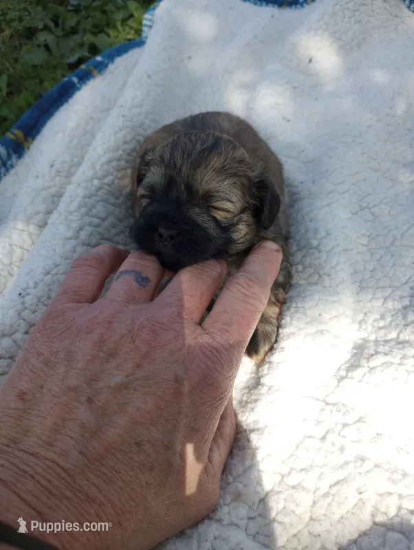 Stella  – Shih Tzu puppy for sale in Polo, MO
