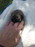 Stella , a female Shih Tzu for sale in Polo, MO – 1 of 2
