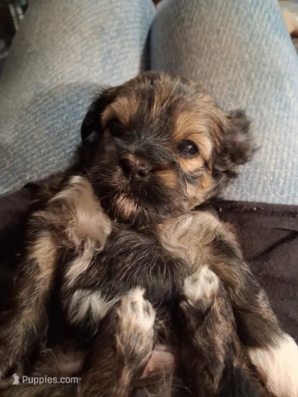 Charlie – Havanese, Poodle - Miniature  puppy for sale in Polo, MO