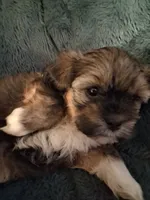 Chloe, a female Havanese and Poodle - Miniature  for sale in Polo, MO – 1 of 4