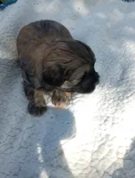 Stella , a female Shih Tzu for sale in Polo, MO – 2 of 2