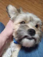 Chloe, a female Havapoo for sale in Polo, MO – Photo 2 of 3