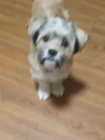 Chloe, a female Havapoo for sale in Polo, MO – Photo 3 of 3