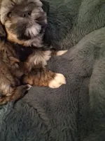 Chloe, a female Havanese and Poodle - Miniature  for sale in Polo, MO – 2 of 4
