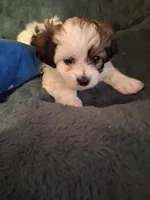Liberty, a female Havanese and Poodle - Miniature  for sale in Polo, MO – 2 of 5