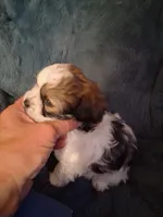 Liberty, a female Havanese and Poodle - Miniature  for sale in Polo, MO – 4 of 5