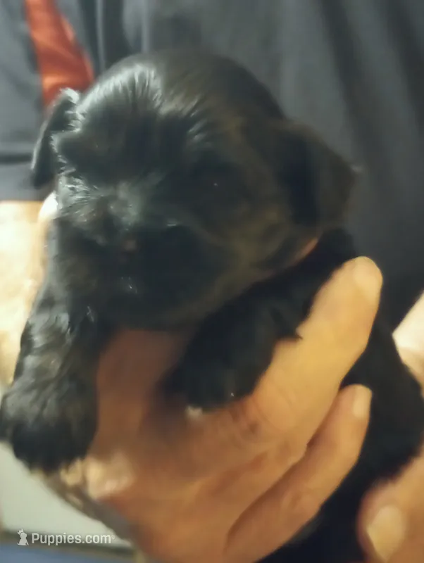 Ebony  – Shihpoo puppy for sale in Polo, MO