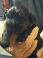 Ebony , a female Shihpoo for sale in Polo, MO – 1 of 3