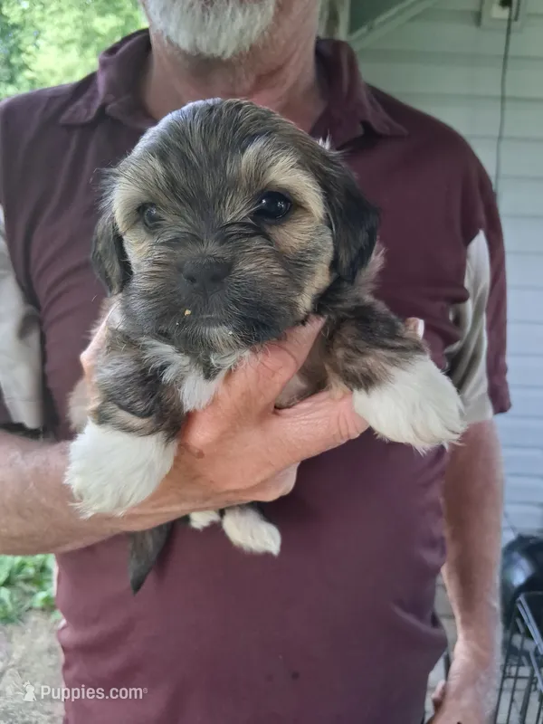 Charlie – Havanese, Poodle - Miniature  puppy for sale in Polo, MO